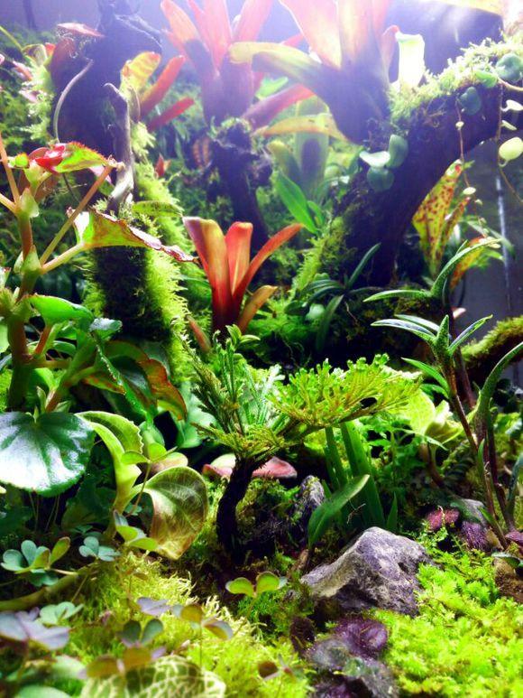 亚热带丛林生态雨林缸景观赏析 水族器材的巧妙运用